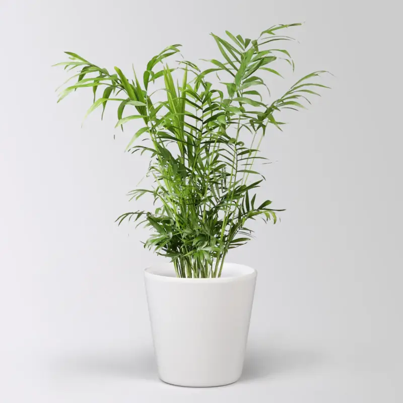 Super-Preis Bergpalme in Topf Dallas, Topf-Ø 17 cm, Höhe ca. 60 cm
