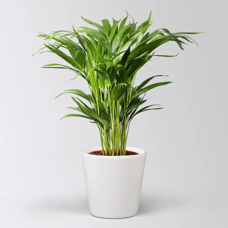 Preis Gesenkt Goldfruchtpalme in Topf Dallas, Topf-Ø 17 cm, Höhe ca. 40-60 cm