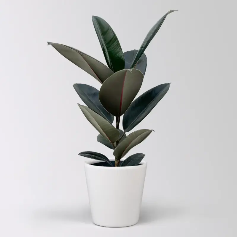 Gummibaum 'Abidjan' in Keramiktopf Dallas weiß, Topf-Ø 17 cm, Höhe ca. 55 cm Versand Am Gleichen Tag