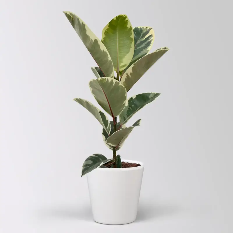 Neu Im Sortiment Gummibaum 'Tineke' in Keramiktopf Dallas weiß, Topf-Ø 17 cm, Höhe ca. 55 cm