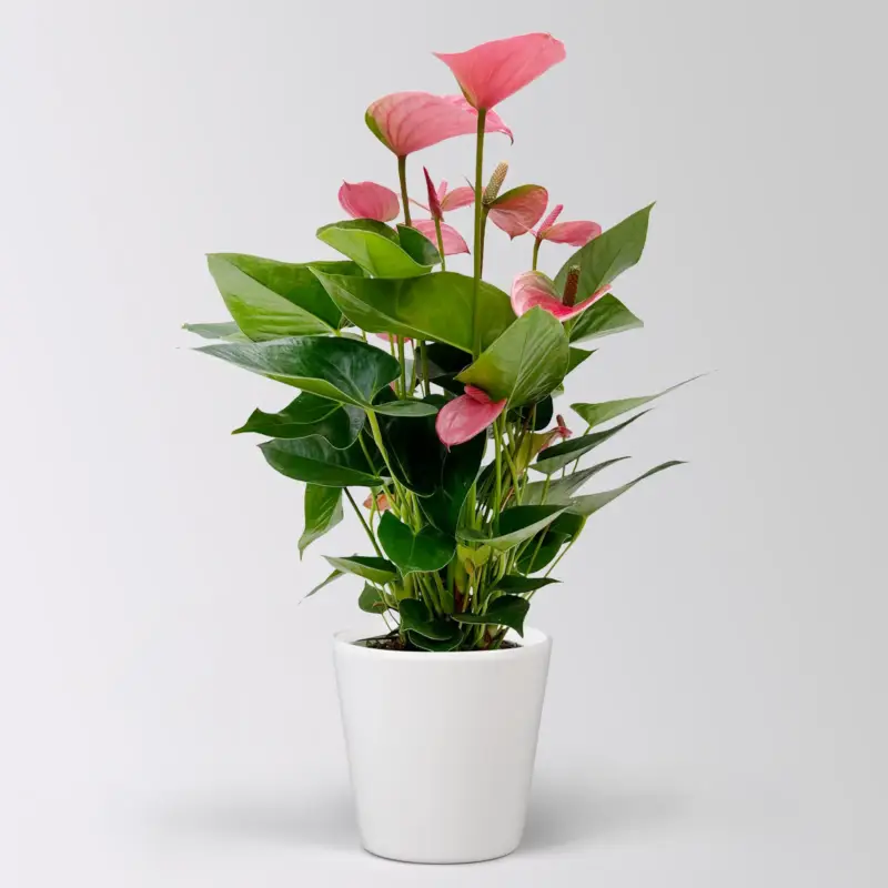 Flamingoblume 'Pink Champion', pink, in Keramiktopf Dallas, Topf-Ø 17 cm Top-Angebot