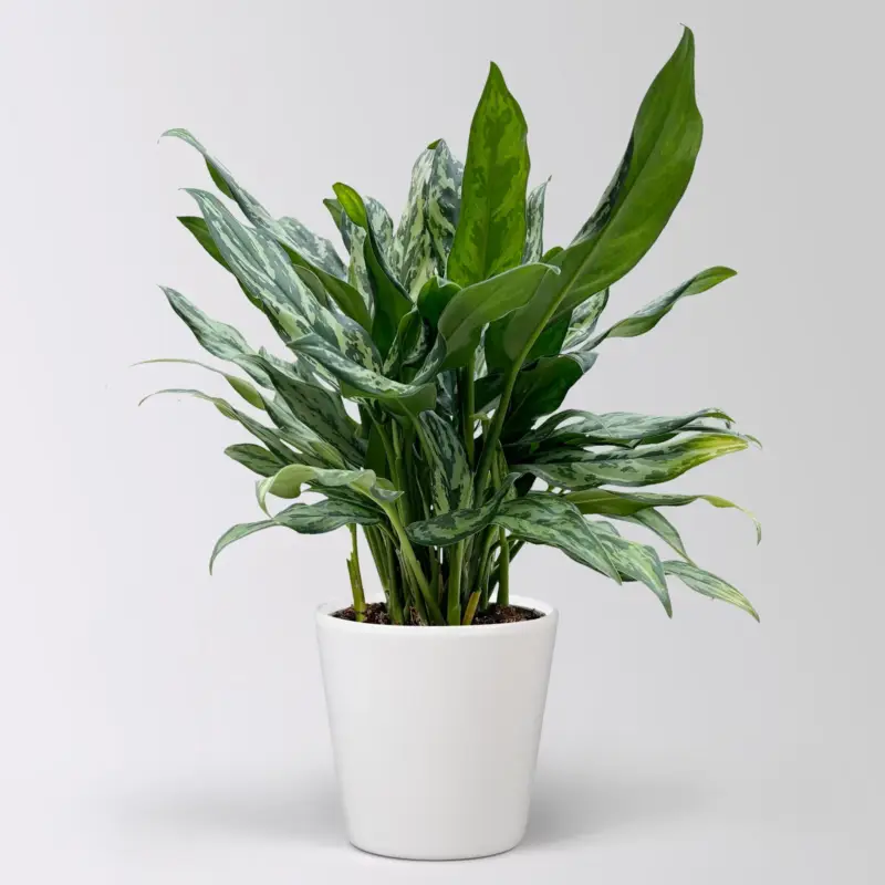 Aglaonema 'Miss Juliette', in Keramiktopf Dallas, Topf-Ø 17 cm, Höhe ca. 55 cm Kracherpreis