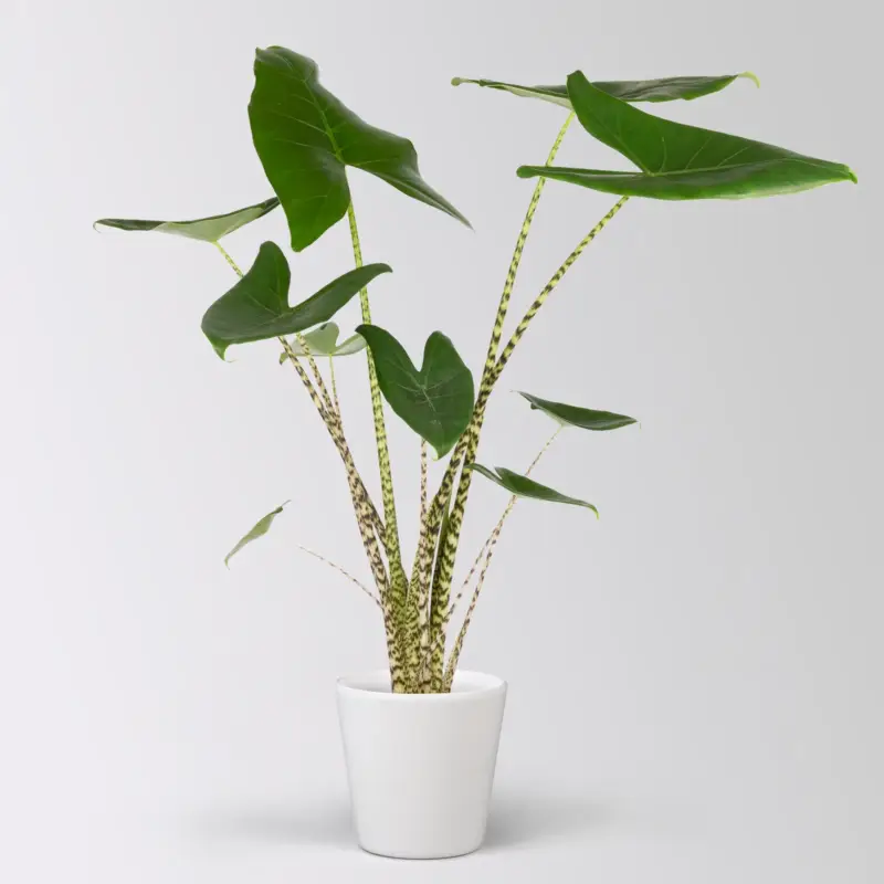 Saisonangebot Alocasia 'Zebrina', in Keramiktopf Dallas, Topf-Ø 17 cm, Höhe ca. 60 cm