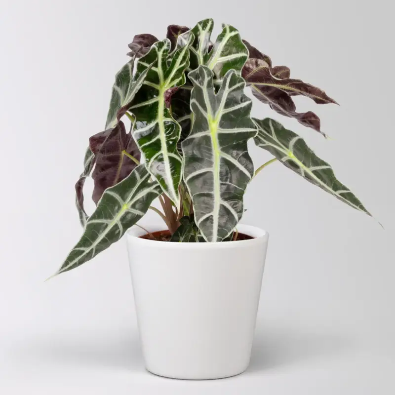 Neu Im Sortiment Alocasia 'Polly', in Keramiktopf Dallas, Topf-Ø 17 cm, Höhe ca. 45 cm