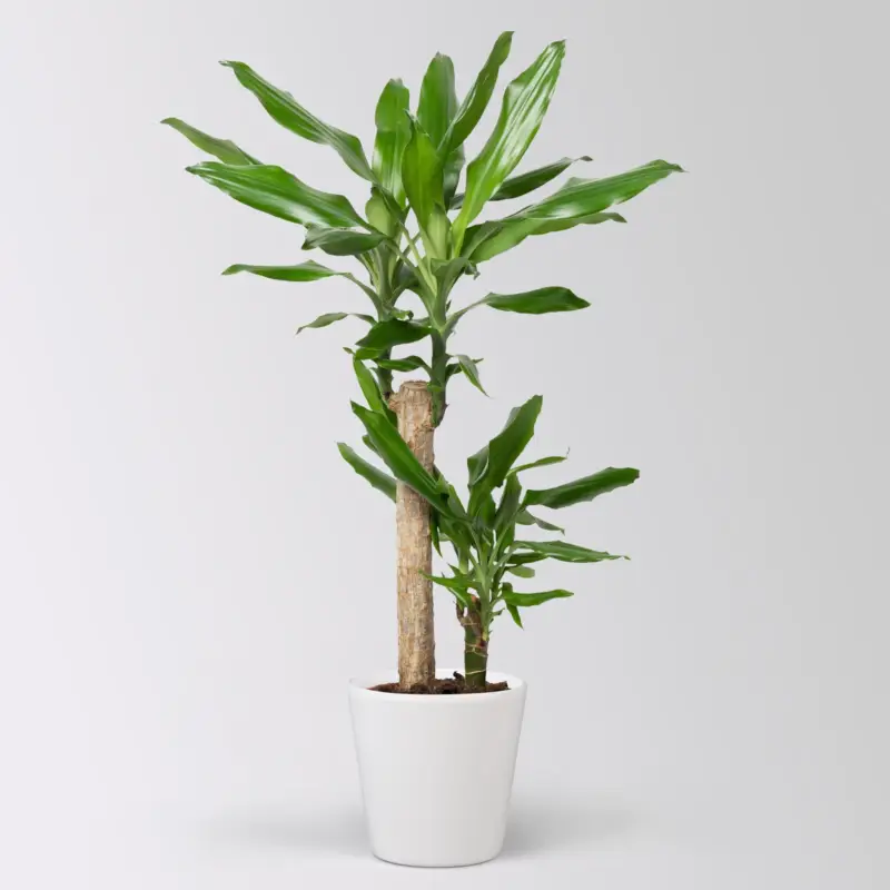 Mega-Angebot Duftender Drachenbaum 'Steudneri' in Keramiktopf Dallas weiß, Topf-Ø 17 cm