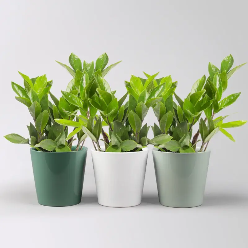 Must-Have Glücksfeder inkl. Übertopf 'Dallas' grün,gl.blau& weiß Topf -Ø 12 cm, 3 Pflanzen