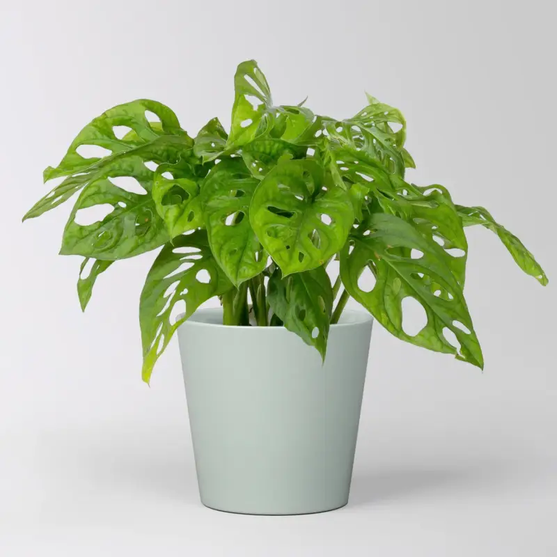 Monstera adansonii mit Keramiktopf Dallas gletscherblau, Topf-Ø 12 cm Meistverkauft