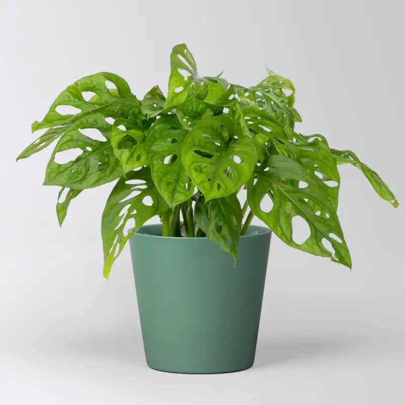 Monstera adansonii mit Keramiktopf Dallas seegrün, Topf-Ø 12 cm Neu