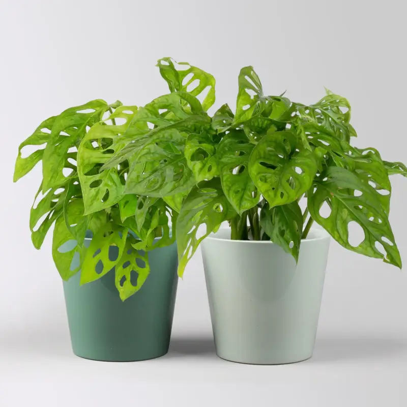 Monstera adansonii mit Topf Dallas seegrün, gl.blau, Topf-Ø 12 cm, 2 Pflanzen Preis Gesenkt