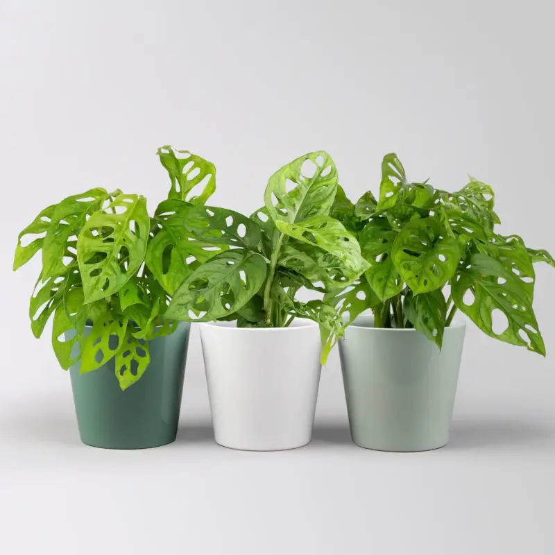 Günstig Monstera adansonii mit Topf Dallas grün,gl.blau,weiß, Topf-Ø 12 cm, 3 Pflanzen