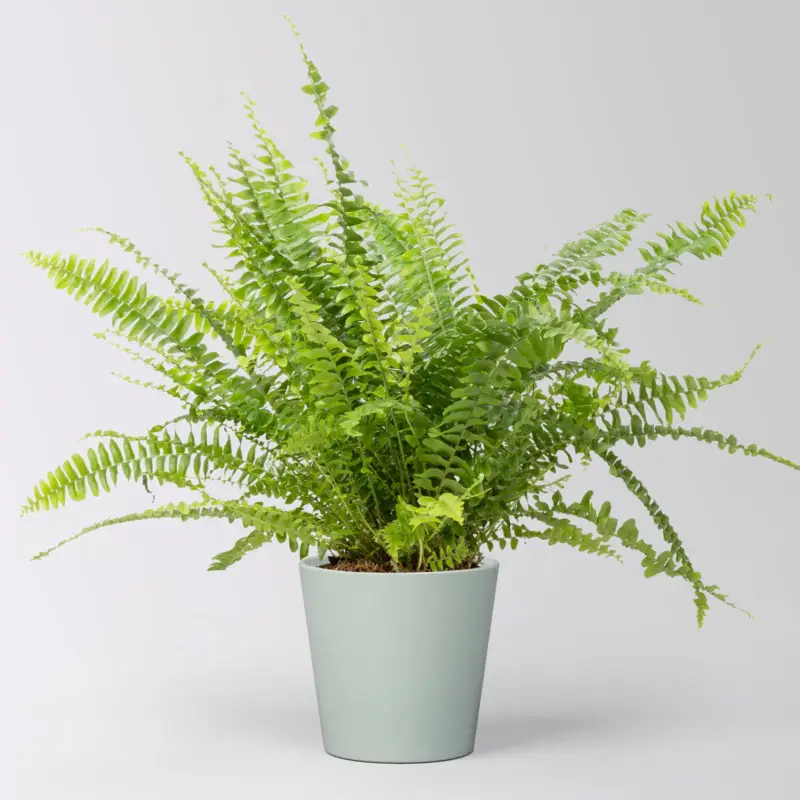 Billig Schwertfarn 'Green Lady' in Keramiktopf Dallas gletscherblau, Topf-Ø 12cm