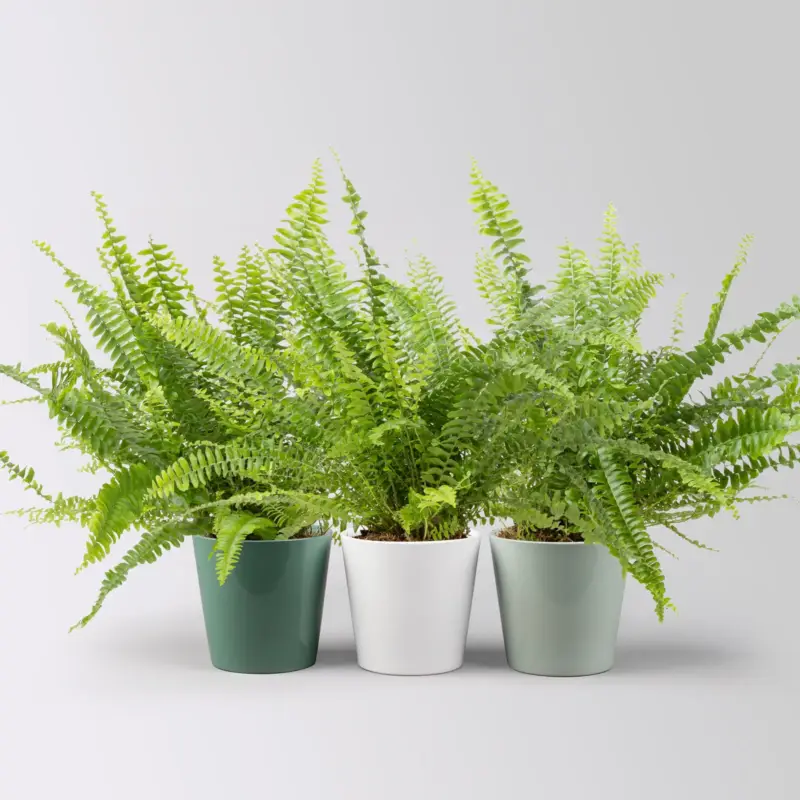 Knallerangebot Schwertfarn in Übertopf Dallas seegrün, gl.blau & weiß, Topf-Ø 12cm, 3 Pflanzen