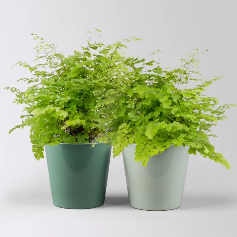 Begrenztes Angebot Frauenhaarfarn, in Topf Dallas seegrün & gletscherblau, Topf-Ø 12 cm, 2 Pflanzen