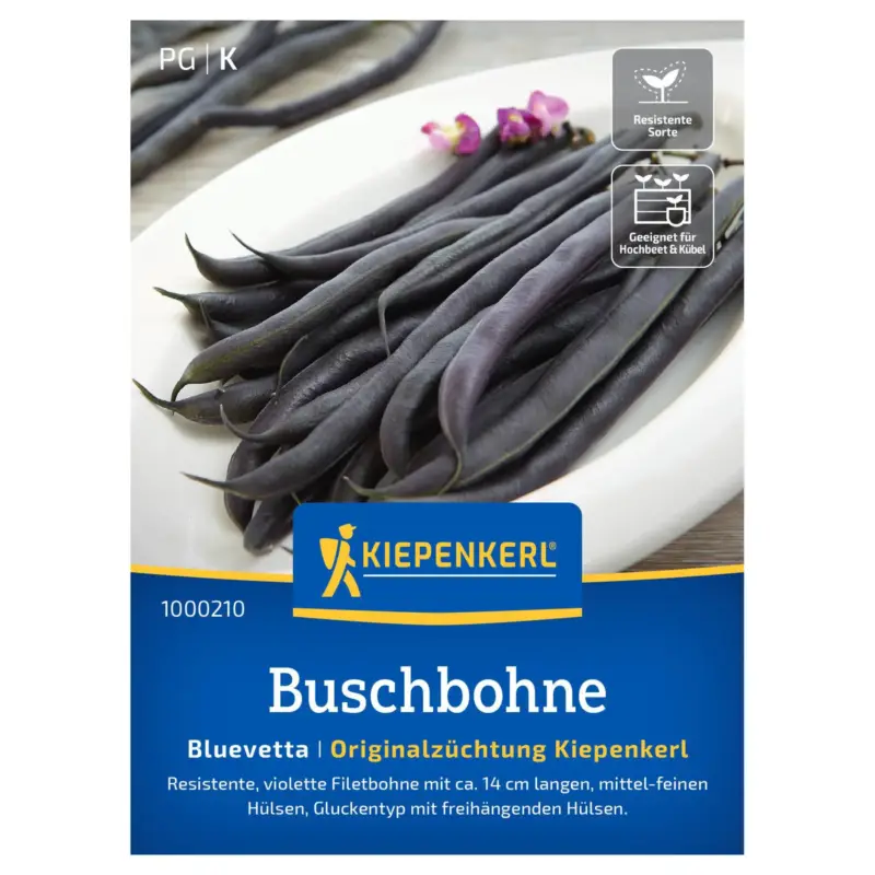 Bestpreis Kiepenkerl Saatgut Buschbohne 'Bluevetta', violett