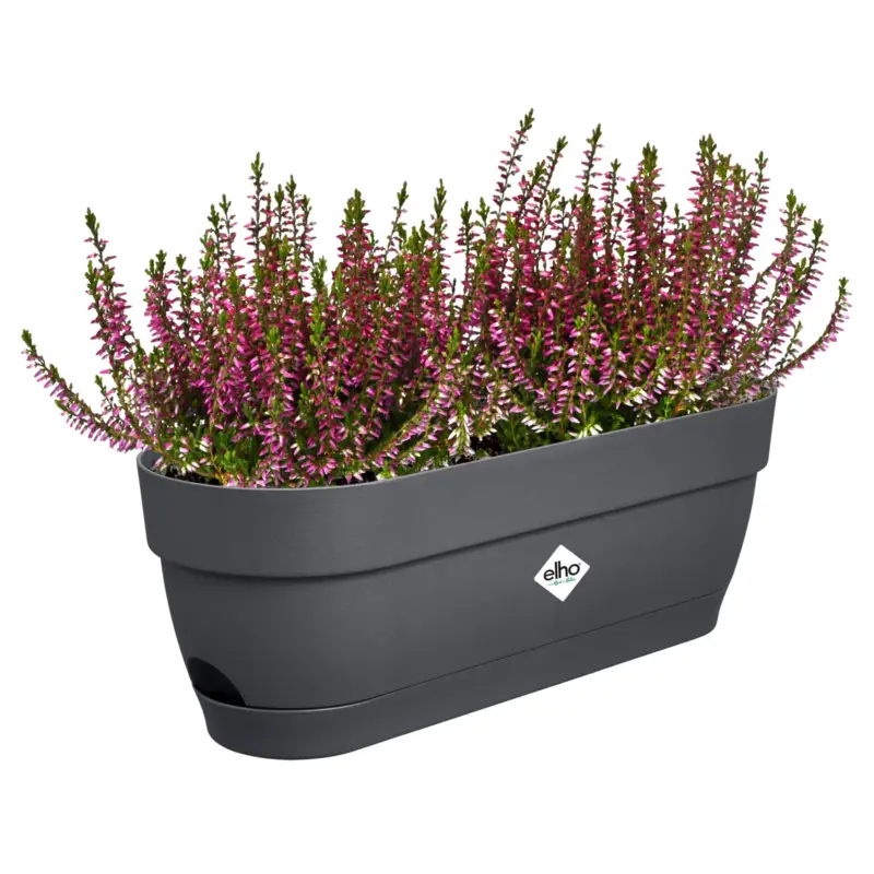 Begrenztes Angebot Elho Pflanzgefäß 'Vibia Campana 50', anthrazit, ca. 49 x 18 x H 17 cm