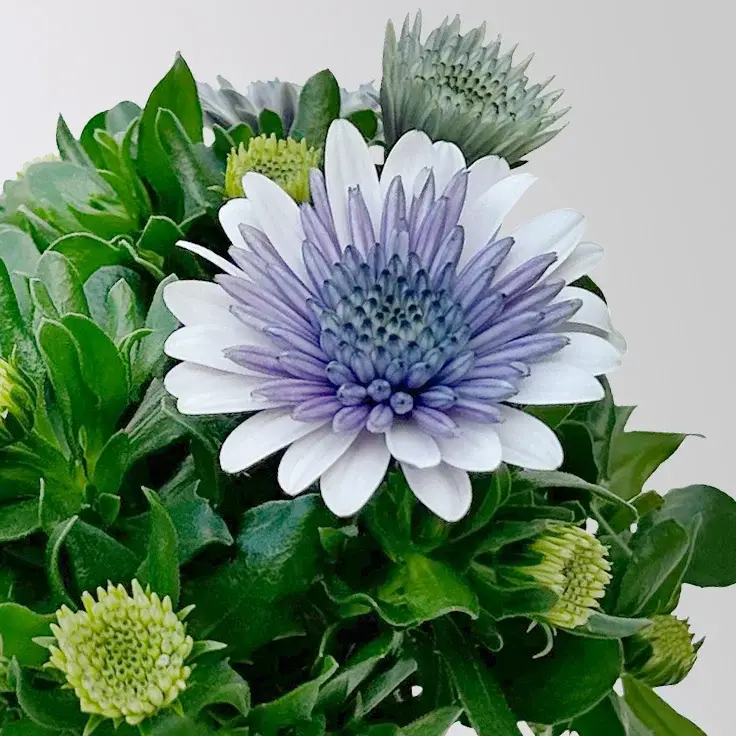 Osteospermum 'Steel Blue' hellblau-blau, gefüllt, Topf-Ø 12 cm, 6 Pflanzen Garantierte Lieferung