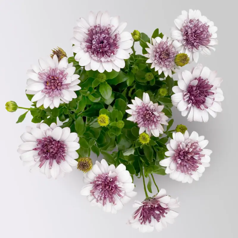 Direkt Vom Hersteller Osteospermum 'Blueberry Shake' weiß-blau, gefüllt, Topf-Ø 12 cm, 6 Pflanzen