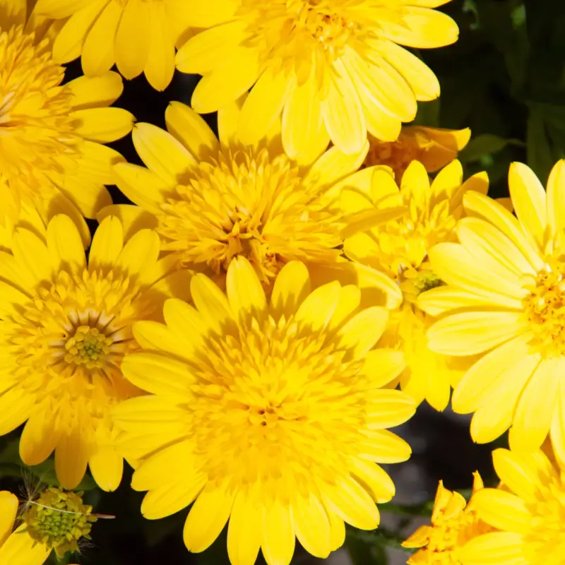 Osteospermum 'Deep Sun' gelb, gefüllt, Topf-Ø 12 cm, 6 Pflanzen Neue Kollektion