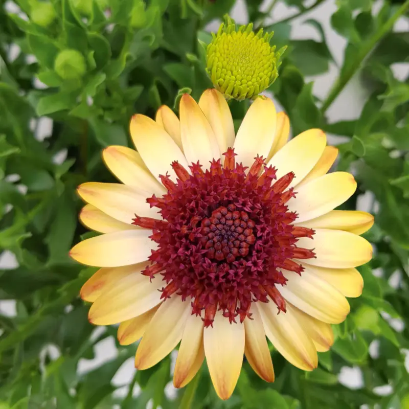 Osteospermum 'Banana Shake' gelb-rot, gefüllt, Topf-Ø 12 cm, 6 Pflanzen Zertifiziert