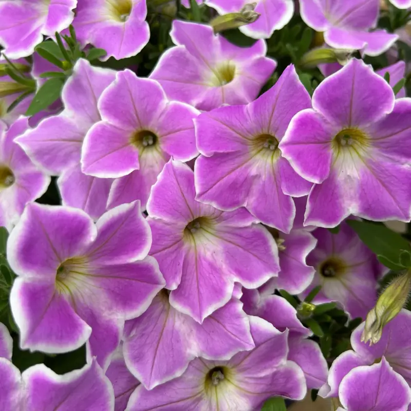 Sonderaktion Petunie 'Cascadia Lilac Frost' flieder-weiß, hängend, Topf-Ø 13 cm, 6 Pflanzen