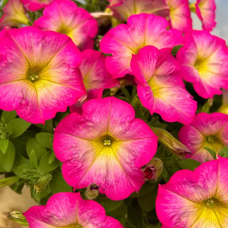 Petunie, pink-gelb, hängend, Topf-Ø 13 cm, 6 Pflanzen Markenware