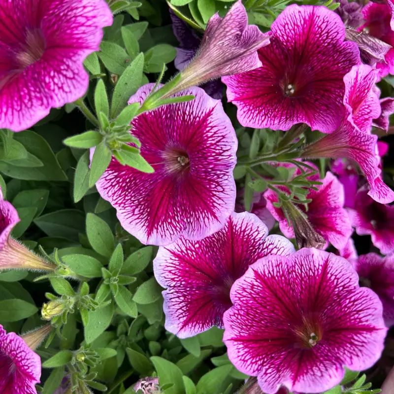 Petunie, rosa-fuchsia, hängend, Topf-Ø 13 cm, 6 Pflanzen Bestseller