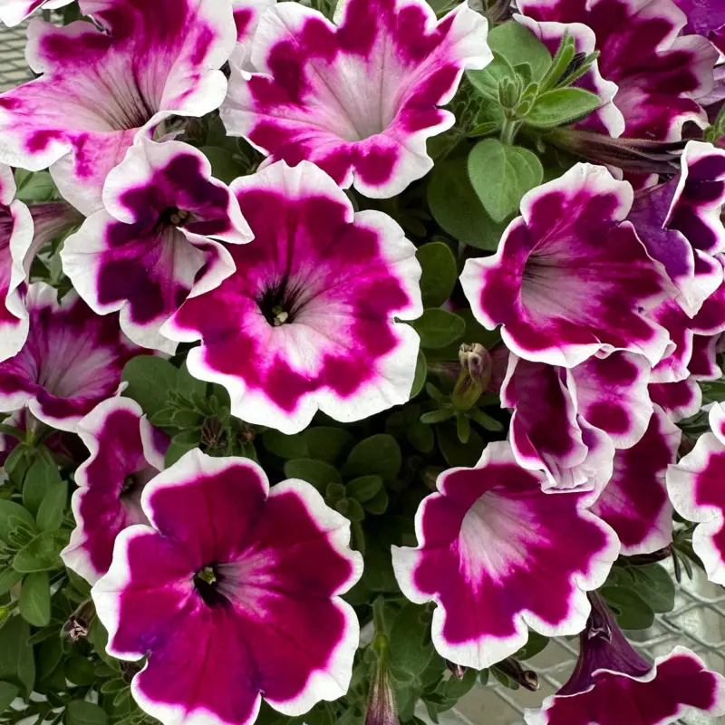 Petunie 'Love Purple' weiß-lila, hängend, Topf-Ø 13 cm, 6 Pflanzen Meistverkauft