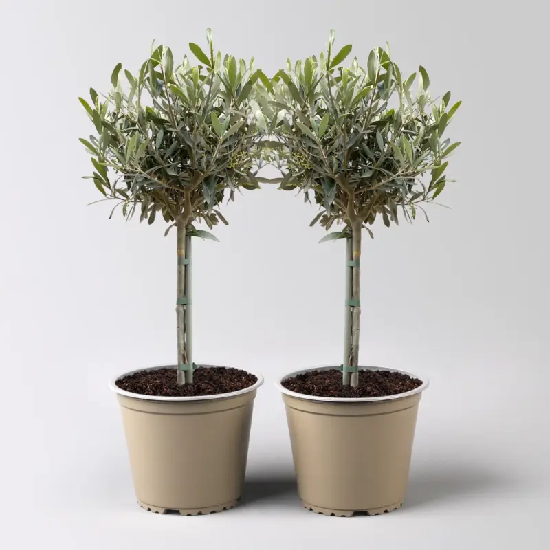 Kracherpreis Olivenbaum, Stämmchen, Topf-Ø 12 cm, Höhe ca. 30 cm, 2 Pflanzen