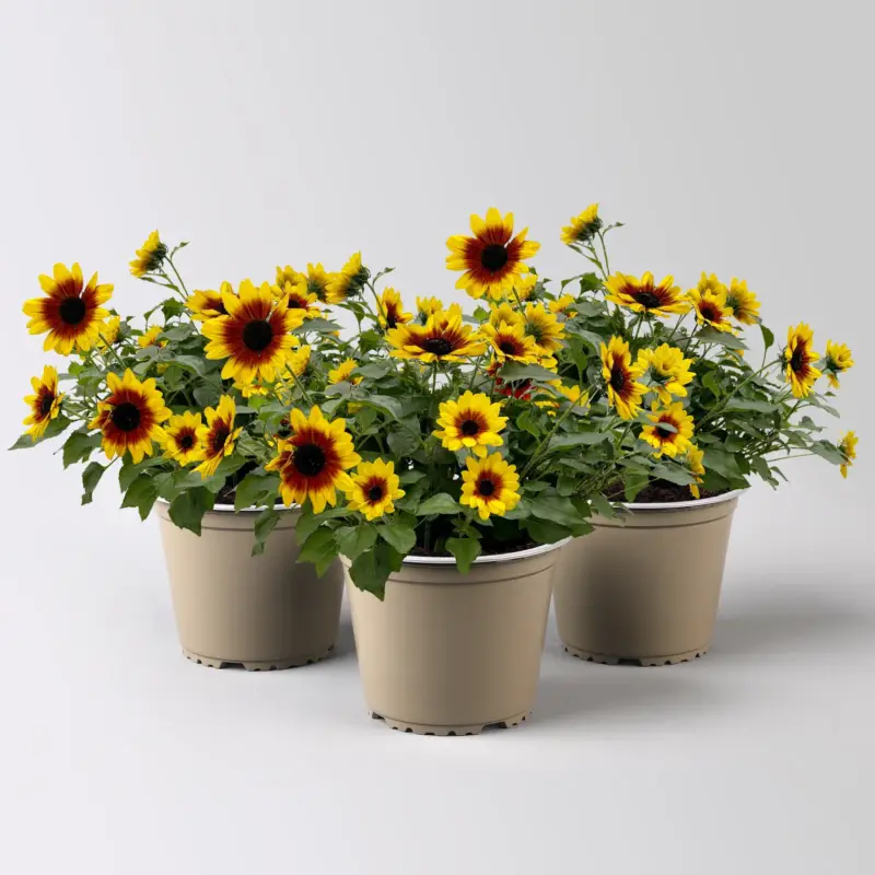 Rabatt Sonnenblume, gelb-bronze, Topf-Ø 14 cm, 3 Pflanzen