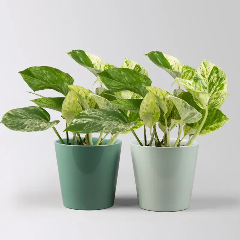 Begrenztes Angebot Efeutute 'Marble Queen' in Topf Dallas seegrün,gl.blau, Topf-Ø 12 cm, 2 Pflanzen