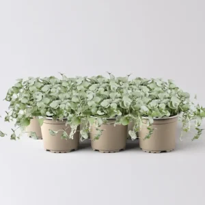 Ausverkauf Silberregen, silbergrau, Topf-Ø 12 cm, 6 Pflanzen