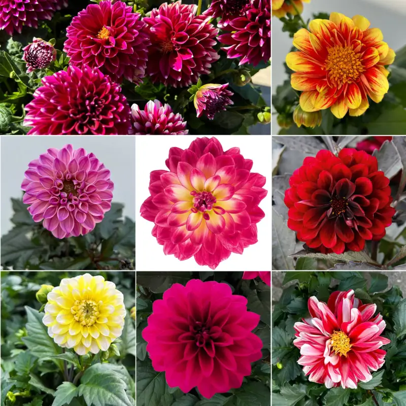 Dahlie, Farbe zufällig, Topf-Ø 14 cm, 4 Pflanzen Nur Heute