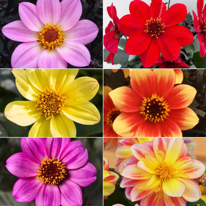 Dahlie bienenfreundlich, Farbe zufällig, Topf-Ø 14 cm, 4 Pflanzen Bestpreis
