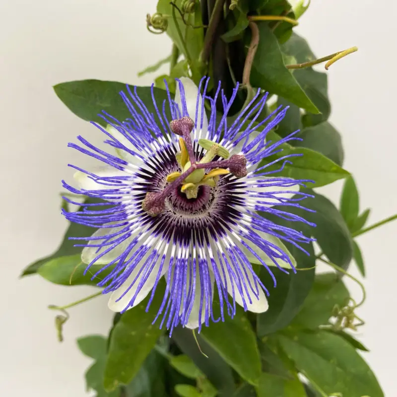 Garantierte Lieferung Passionsblume, blau-weiß, Pyramide, Topf-Ø 17 cm, Höhe ca. 60 cm