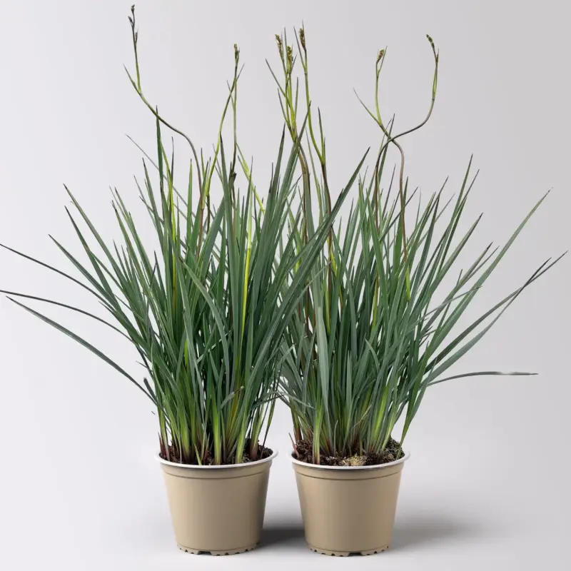 Dianella, violettblau, Topf-Ø 14 cm, 2 Pflanzen Nur Heute