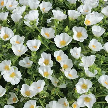 Portulakröschen , weiß, Topf-Ø 12 cm, 6 Pflanzen Saisonangebot