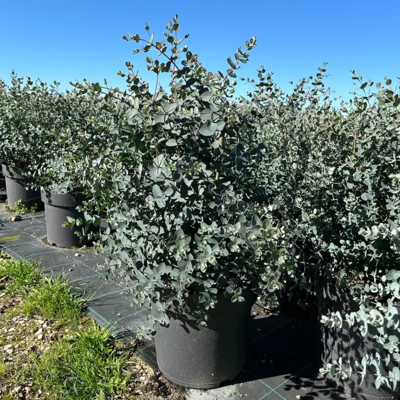 Must-Have Eukalyptus, Topf-Ø 27 cm