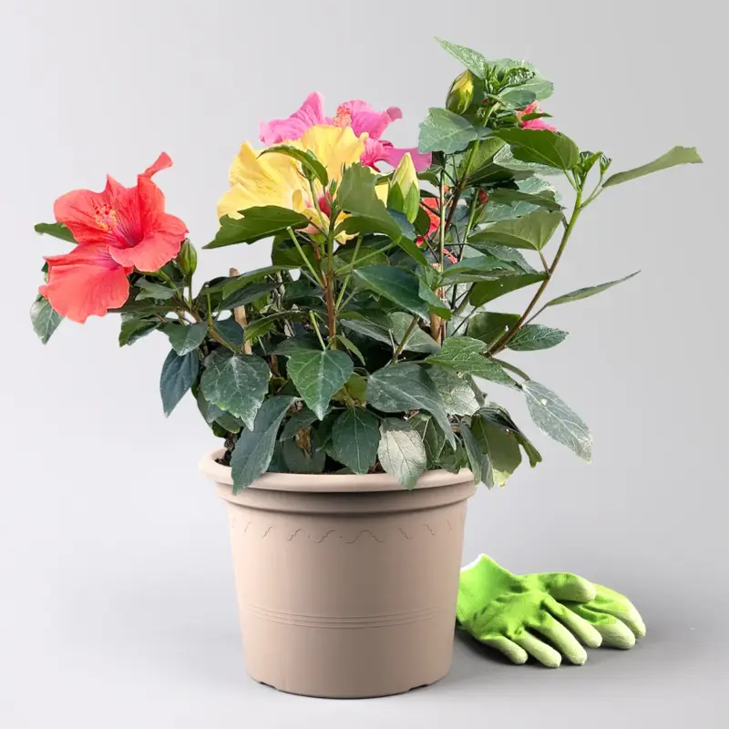 Hibiskus 'Trio', gelb-rot-rosa, Topf-Ø 27 cm Direkt Vom Hersteller