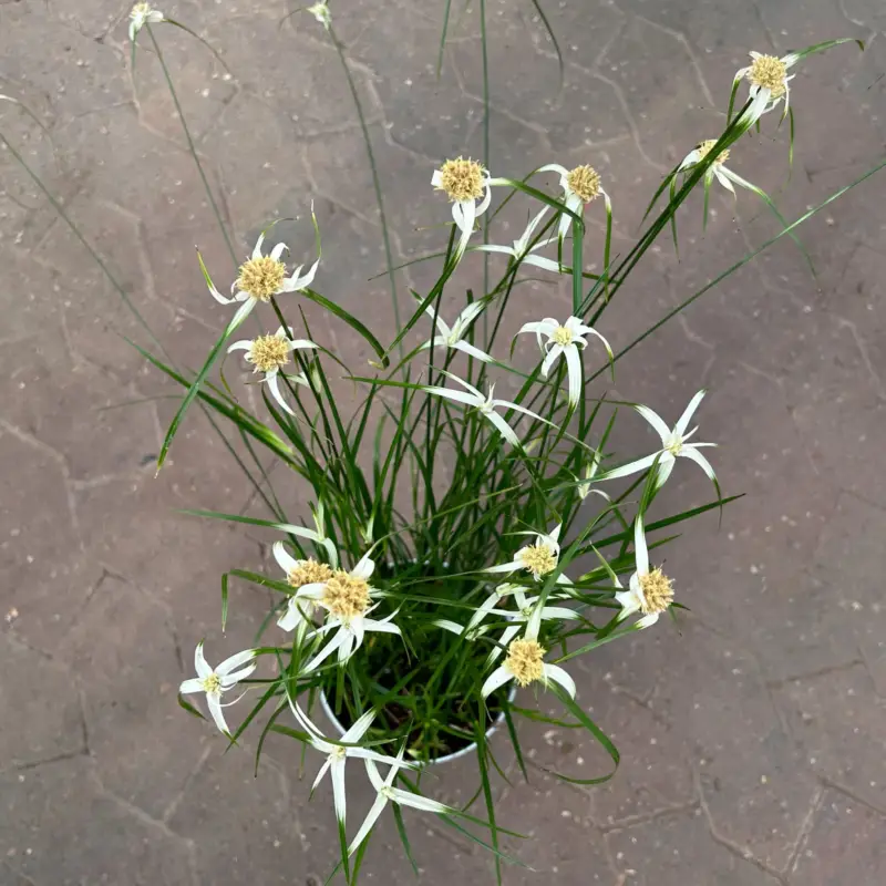 Billig Rhynchospora colorata 'Sternentänzergras', Topf-Ø 13 cm, 3 Pflanzen