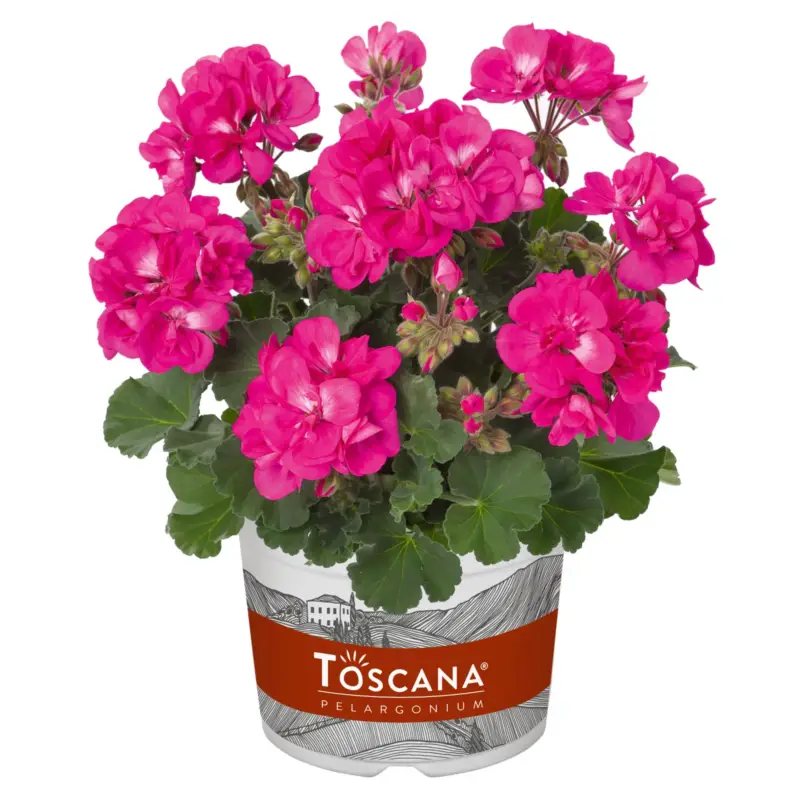 Geranie, pink, stehend, Topf-Ø 13 cm, 6 Pflanzen Nur Heute