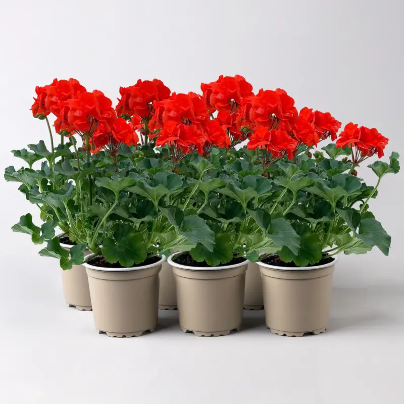 Geranie orangerot, Topf-Ø 13cm, 6 Pflanzen Abverkauf