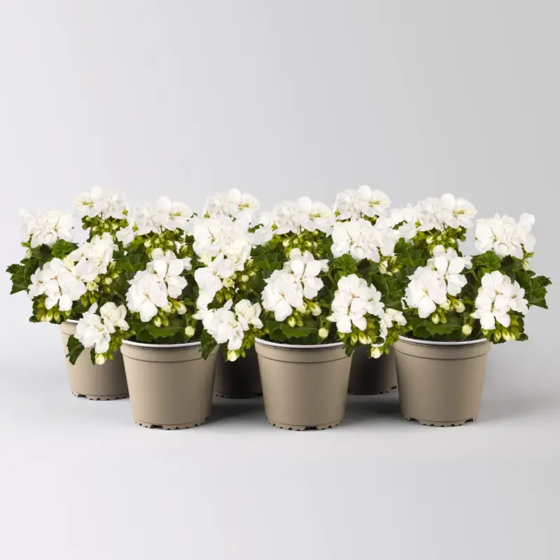 Geranie, weiß, stehend, Topf-Ø 13 cm, 6 Pflanzen Ausverkauf