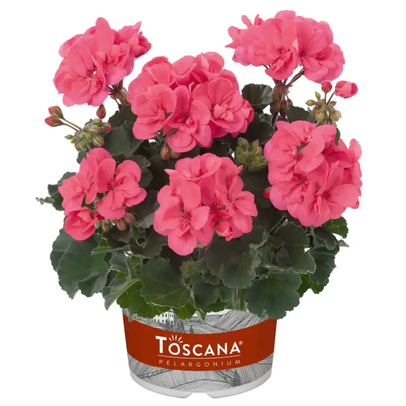 Geranie, lachs, stehend, Topf-Ø 13 cm, 6 Pflanzen Neu
