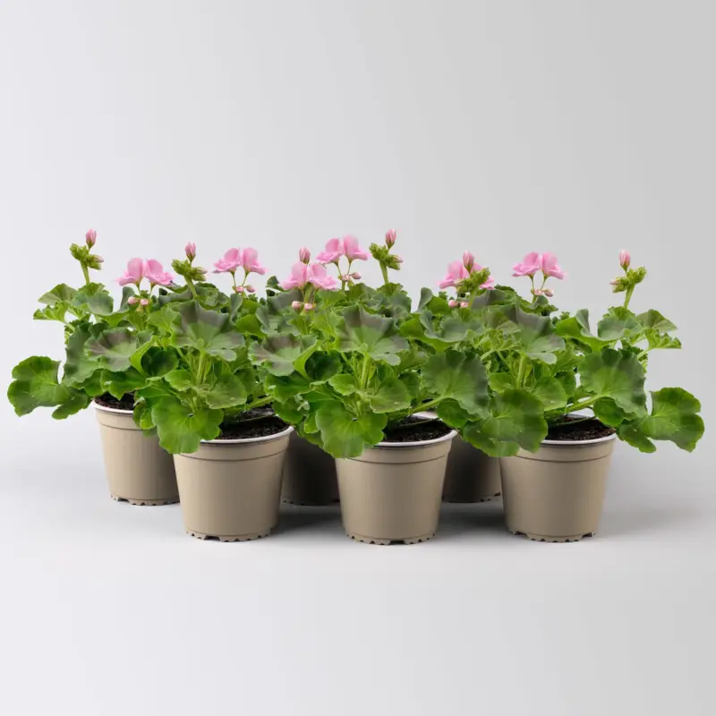 Geranie hellrosa, stehend, Topf-Ø 13 cm, 6 Pflanzen Echt