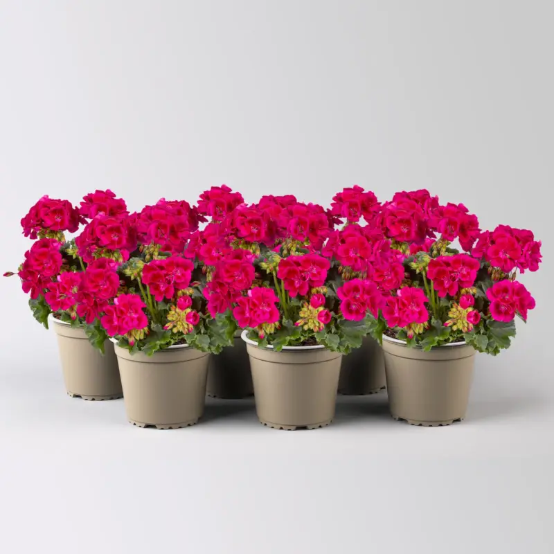 Geranie, dunkelpink, stehend, Topf-Ø 13 cm, 6 Pflanzen Letzte Chance