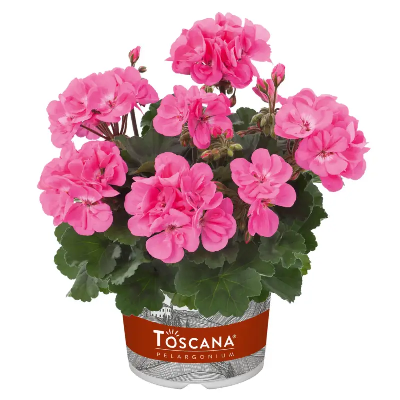 Sonderangebot Geranie, rosa, stehend, Topf-Ø 13 cm, 6 Pflanzen
