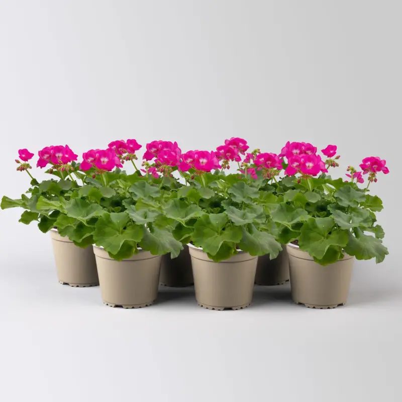 Geranie, rosa mit weißem Auge, stehend, Topf-Ø 13 cm, 6 Pflanzen Top-Preis