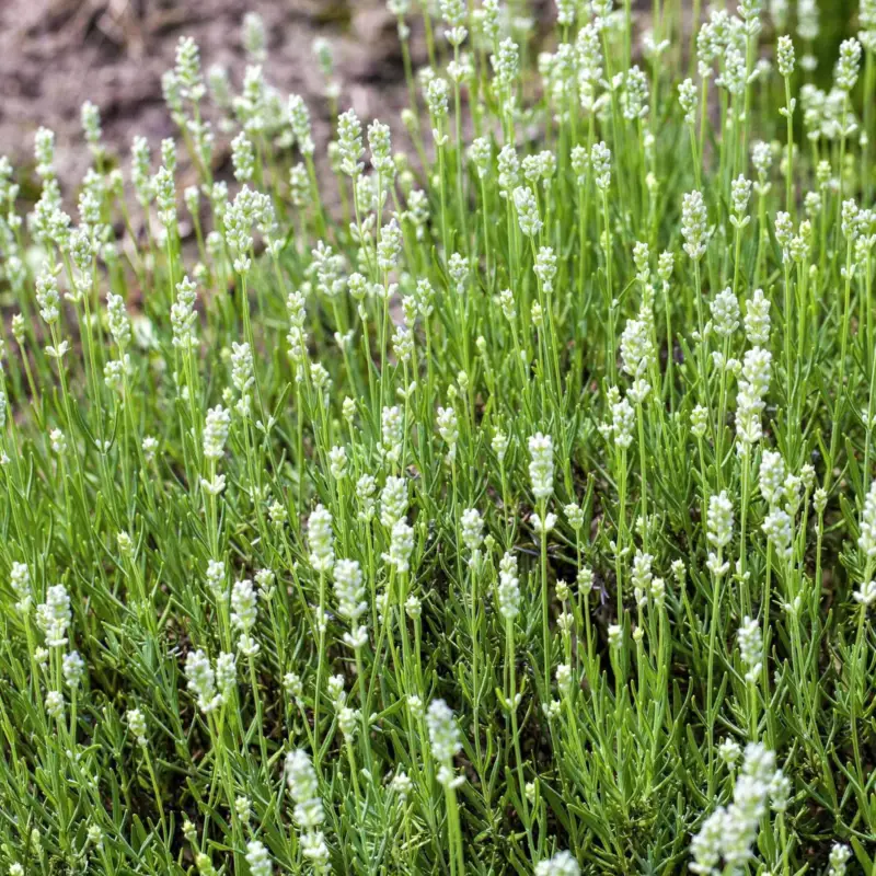 Lavendel, weiß, Topf-Ø 12 cm, 6 Pflanzen Solange Der Vorrat Reicht