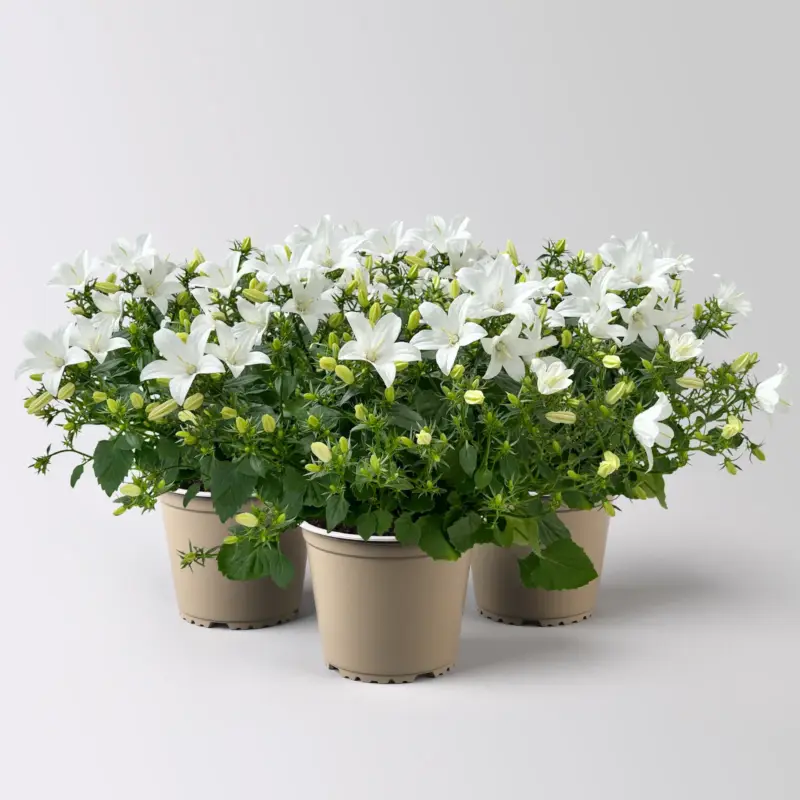 Glockenblume 'Spring Bell®', weiß, Topf-Ø 12 cm, 3 Pflanzen Markenware