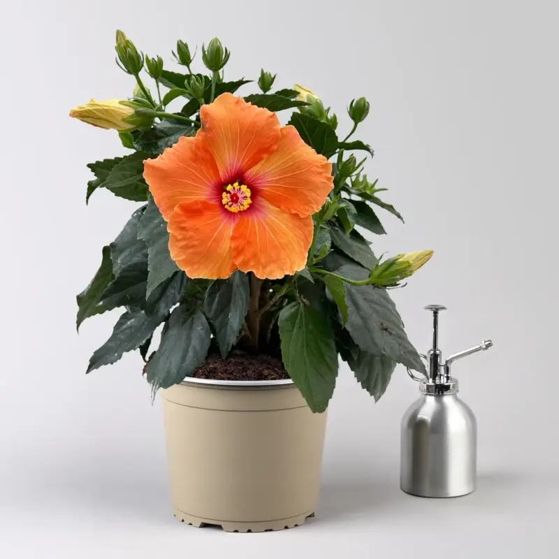Hibiskus, orange, Topf-Ø 17 cm Direktkauf